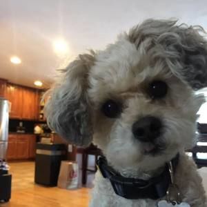 Meet your Posher, Wendy